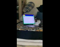 [Third Party] Cat see video of crawling mouse on laptop screen