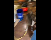 Collab Clips mpugc - Scared dog runs through house and out window