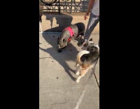 Dog approaches pet pig on the sidewalk 