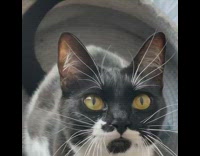 Black and white cat stares at camera 