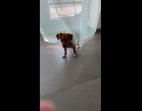 Brown dog tries to bite the curtain