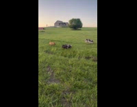 Woman greeting pet piglets 