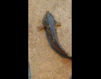 Small fish on the ground startled the filmer