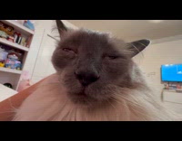 Woman pets face of sleepy Siamese cat