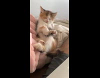 Kitten falls asleep kneads air pink blanket 
