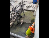 Submitter shows chicken chill at house stoop