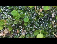 Rain water ball caught in the spiderweb at the bushes