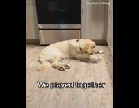 Dog plays with grasshopper friends