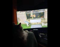 Cat watch daily dose on computer monitor