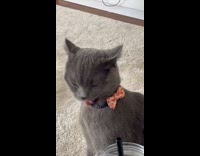 Cat tongue stuck while licking bow tie
