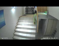 Cat fetch toy climb down stairs cctv