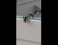 Black spider raises legs white mirror reflection 