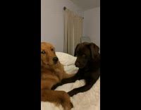 Brown and black dog touching noses