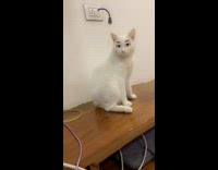 White cat with disney eyes filter 