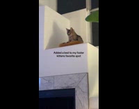 Cat kneading pet bed on favorite spot