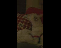 white dog howling while laying down on sofa