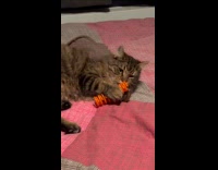Gray cat plays with toys compilation videos