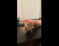 Small hamster held and played to walk by its owner