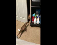 Puppy runs away from dinosaur toy 