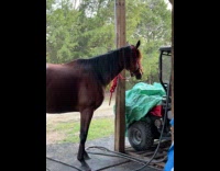 Angry horse turns back away from filmer