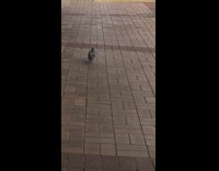 Pigeon walks on the sidewalk with egg underneath