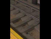 Rat Carries Churro Piece Under Train Tracks