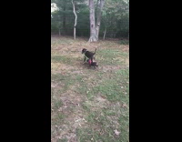 Dog leash pull drag another dog backyard