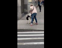 Two goats walks with owner on sidewalk