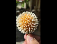 Flower not bloomed yet looks like a virus