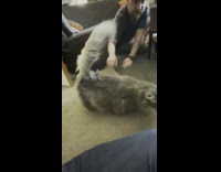 Fluffy cat tail blown by wind press button