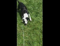 Pet dog catches water from the hose with its mouth