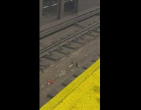 Rats play and run along trailway in subway NYC 