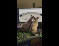 Three cats on desk two watch youtube 