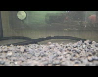 Pet owner drops watermelon in tank for shrimp to eat 