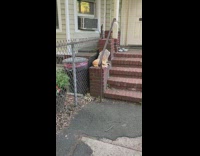 Cat sits behind beware of dog sign 
