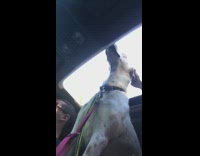 white dog sticking head out window from car