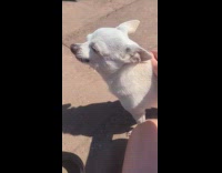 Filmer holds pet dog that barks outside