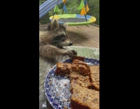 Raccoon steals bread from table 