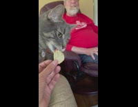 Cat licks chip 
