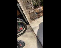 Lizard on Floor Quickly Runs Away from Man