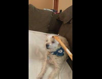 Dog gets scratch on head back scratcher