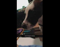 black dog trying to eat owner's pencil eraser 