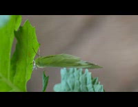 Butterfly laying eggs on leaf