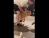 Collab Clips MPUGC - Orange cat baked potato in mouth