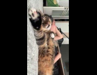 Woman talking to cat about problems