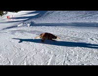 Brown dog rolls around snow on mountain 