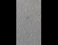 Small ant carries a dried and dead bug on the ground