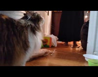 Cat lick the floor when getting scratches