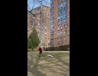 Owner dragging dog that refuses to walk laying in grass