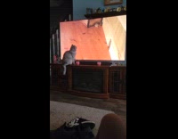 Cat watching mice video tries to catch it